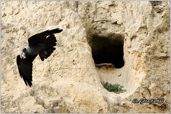 342_jackdaw.jpg - Jackdaw,  Corvus monedula, Èavka, Mesto - Location: Fruka Gora , Serbia