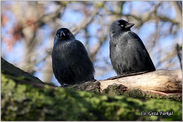 343_jackdaw.jpg - Jackdaw,  Corvus monedula, Cavka, Mesto - Location: Rusanda, Serbia