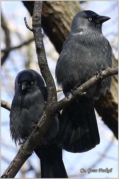 344_jackdaw.jpg - Jackdaw,  Corvus monedula, Cavka, Mesto - Location: Rusanda, Serbia