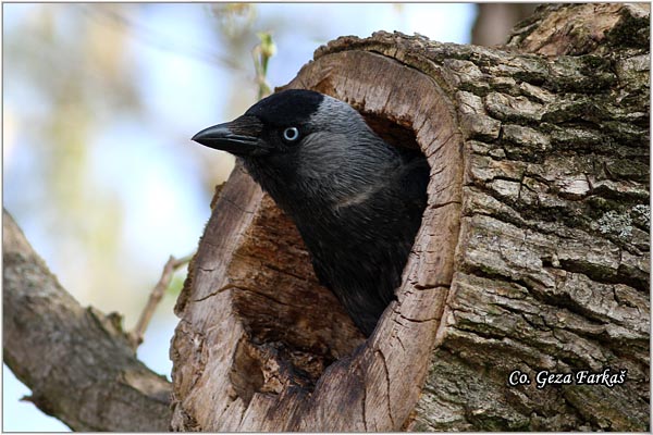 345_jackdaw.jpg - Jackdaw, Corvus monedula, Cavka, Mesto - Location: Rusanda, Serbia