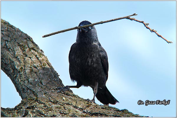 346_jackdaw.jpg - Jackdaw, Corvus monedula, Cavka, Mesto - Location: Rusanda, Serbia