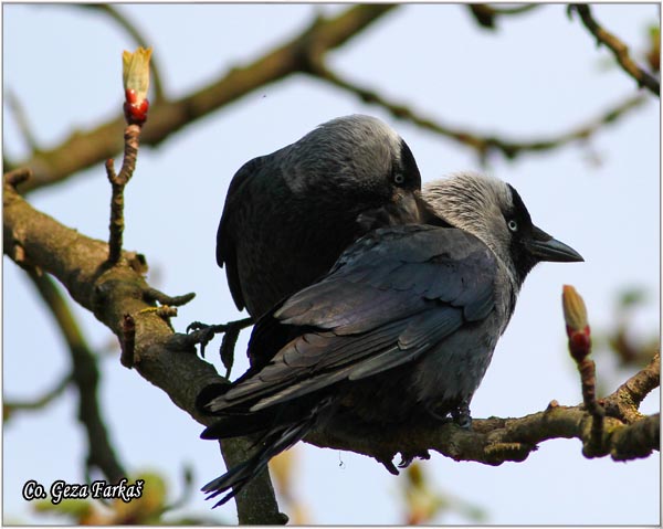 347_jackdaw.jpg - Jackdaw, Corvus monedula, Cavka, Mesto - Location: Rusanda, Serbia