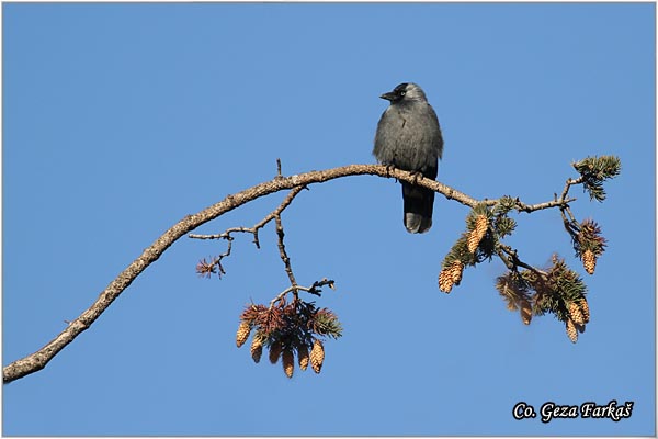 348_jackdaw.jpg - Jackdaw, Corvus monedula, Cavka, Mesto - Location: Rusanda, Serbia