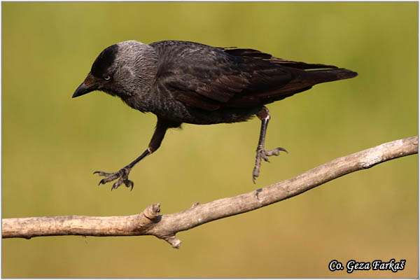 349_jackdaw.jpg - Tree Pipit, Anthus trivialis, Sumska trepteljka, Mesto - Location: Subotica, Srbija