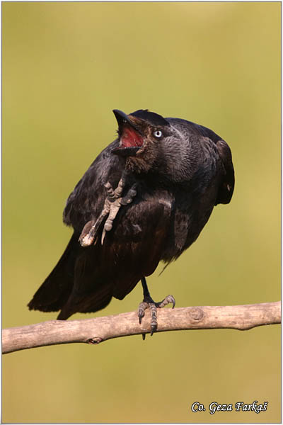 350_jackdaw.jpg - Jackdaw, Corvus monedula, Èavka, Mesto - Location: Rusanda, Serbia