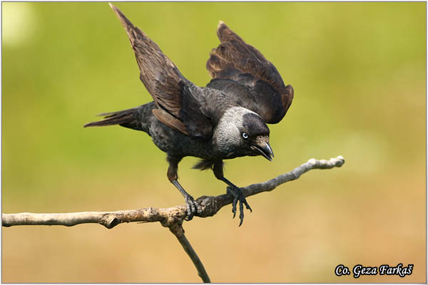 351_jackdaw.jpg - Tree Pipit, Anthus trivialis, Sumska trepteljka, Mesto - Location: Subotica, Srbija