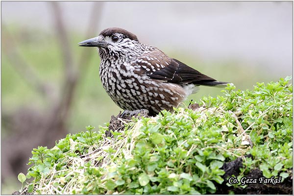 402_nutcracker.jpg - Nutcracker, Nuscifraga caryocatactes, Lenikara, Mesto - Location: Banja Rusanda , Serbia