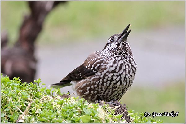 403_nutcracker.jpg - Nutcracker, Nuscifraga caryocatactes, Lenikara, Mesto - Location: Banja Rusanda , Serbia