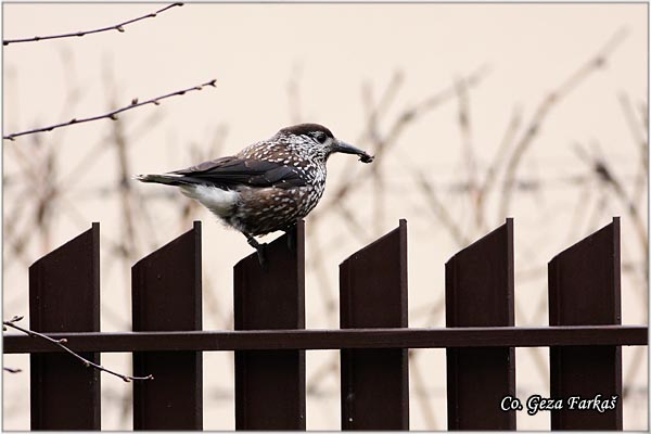 405_nutcracker.jpg - Nutcracker, Nuscifraga caryocatactes, Lesnikara, Mesto - Location: Banja Rusanda , Serbia