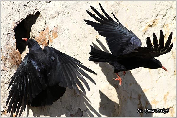 450_red-billed_chough.jpg - Red-billed Chough, Pyrrhocorax pyrrhocorax, Crvenokljuna galica,  Mesto - Location: Ronda, Spain