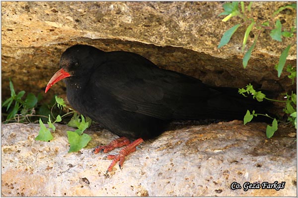 451_red-billed_chough.jpg - Red-billed Chough, Pyrrhocorax pyrrhocorax, Crvenokljuna galica,  Mesto - Location: Ronda, Spain