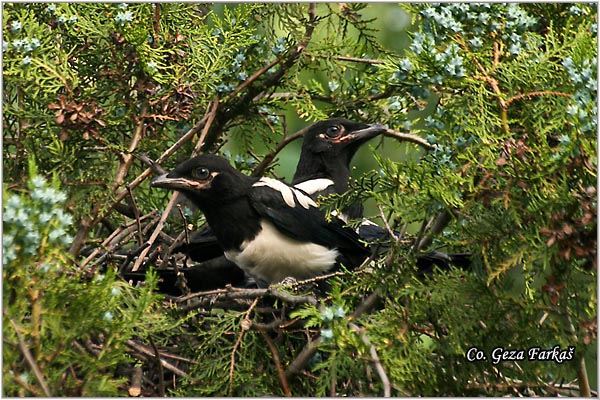 500_magpie.jpg - Magpie,  Pica pica, Svraka, Mesto - Location: Novi Sad , Serbia