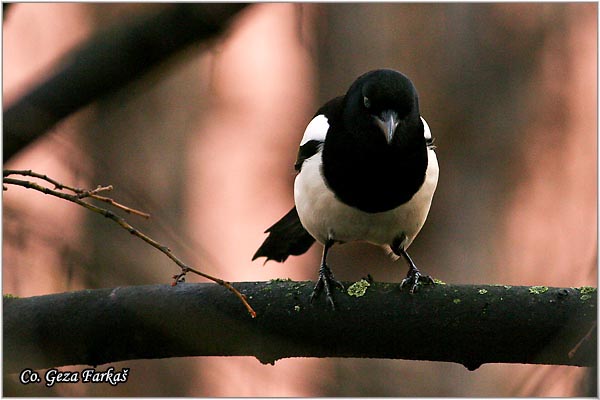 501_magpie.jpg - Magpie,  Pica pica, Svraka, Mesto - Location: Novi Sad , Serbia