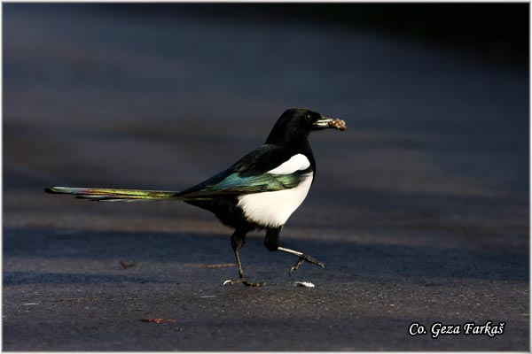 502_magpie.jpg - Magpie, Pica pica, Svraka, Mesto - Location: Rusanda, Serbia