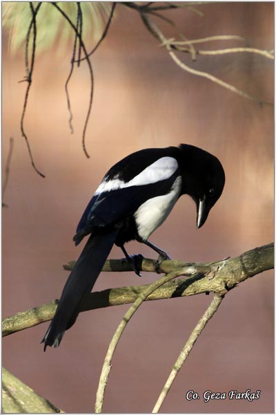 503_magpie.jpg - Magpie, Pica pica, Svraka, Mesto - Location: Novi Sad , Serbia