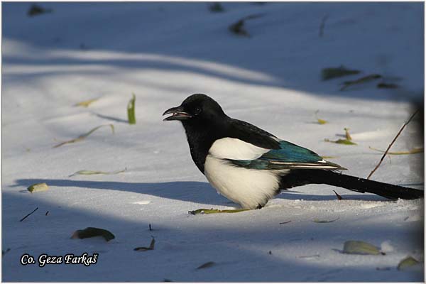 505_magpie.jpg - Magpie, Pica pica, Svraka, Mesto - Location: Novi Sad , Serbia