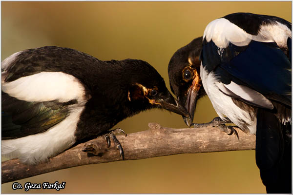 506_magpie.jpg - Magpie, Pica pica, Svraka, Mesto - Location: Subotica, Serbia