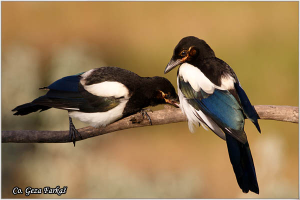 507_magpie.jpg - Magpie, Pica pica, Svraka, Mesto - Location: Subotica, Serbia