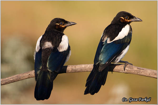 508_magpie.jpg - Magpie, Pica pica, Svraka, Mesto - Location: Subotica, Serbia