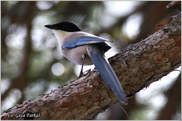 550_azure-winged_magpie.jpg - Azure-winged magpie, Cyanopica cyanus, Plava svraka, Mesto - Location: Estorial, Spain