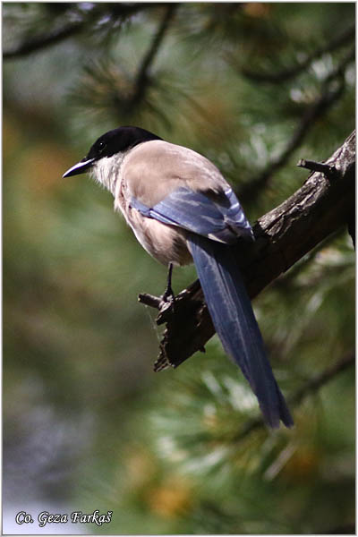 551_azure-winged_magpie.jpg - Azure-winged magpie, Cyanopica cyanus, Plava svraka, Mesto - Location: Estorial, Spain