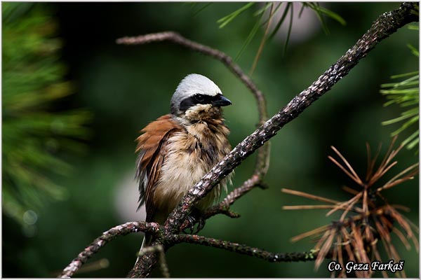 600_red-backed_shrike.jpg - Red-backed Shrike,  Lanius collurio, Rusi svraèak, Mesto - Location: Tara , Serbia