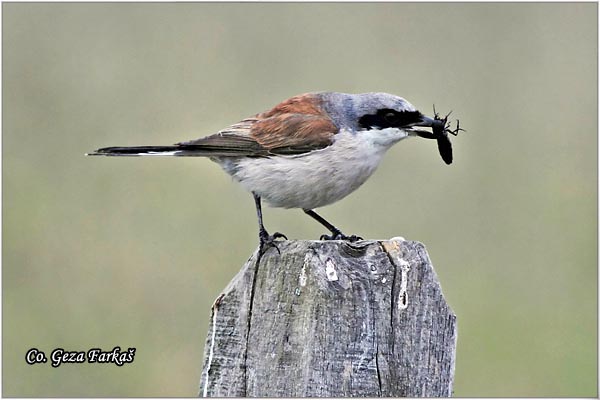 602_red-backed_shrike.jpg - Red-backed Shrike,  Lanius collurio, Rusi svraèak, Mesto - Location: Tara , Serbia