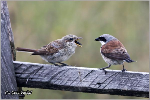 603_red-backed_shrike.jpg - Red-backed Shrike,  Lanius collurio, Rusi svraèak, Mesto - Location: Tara , Serbia