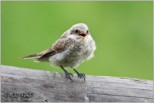 604_red-backed_shrike.jpg - Red-backed Shrike,  Lanius collurio, Rusi svraèak, Mesto - Location: Tara , Serbia