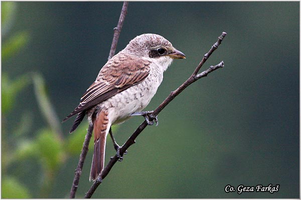 607_red-backed_shrike.jpg - Red-backed Shrike,  Lanius collurio, Rusi svraèak, Mesto - Location: Tara , Serbia