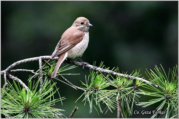 608_red-backed_shrike.jpg - Red-backed Shrike,  Lanius collurio