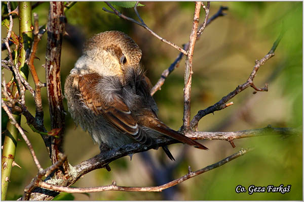 609_red-backed_shrike.jpg - Red-backed Shrike,  Lanius collurio, Rusi svraèak, Mesto - Location: Mokra gora , Serbia