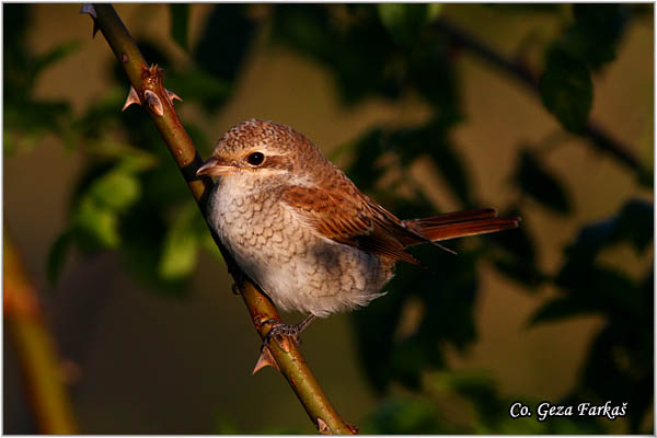 610_red-backed_shrike.jpg - Red-backed Shrike,  Lanius collurio, Rusi svraèak, Mesto - Location: Mokra gora , Serbia