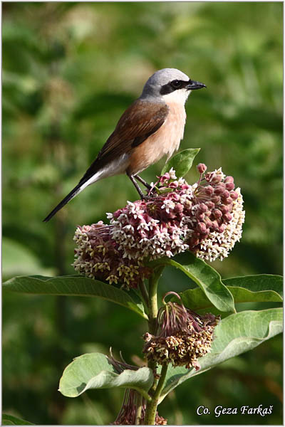 611_red-backed_shrike.jpg - Red-backed Shrike,  Lanius collurio, Rusi svraèak, Mesto - Location: Gornje podunavlje, Serbia