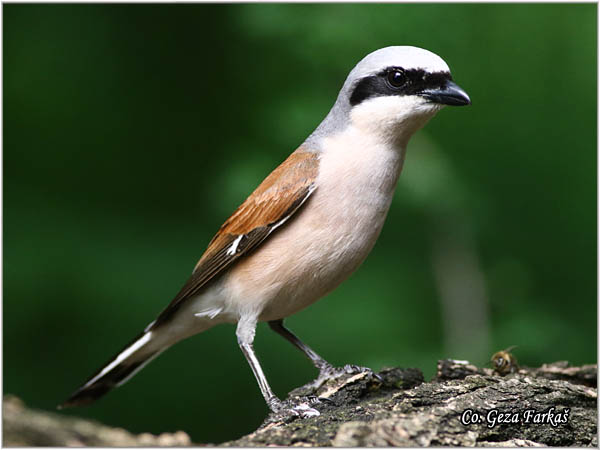 612_red-backed_shrike.jpg - Red-backed Shrike,  Lanius collurio, Rusi svraèak, Mesto - Location: Subotica, Serbia