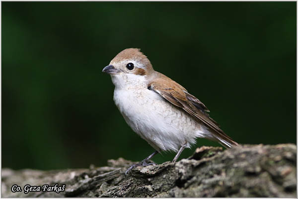 613_red-backed_shrike.jpg - Red-backed Shrike,  Lanius collurio, Rusi svraèak, Mesto - Location: Subotica, Serbia