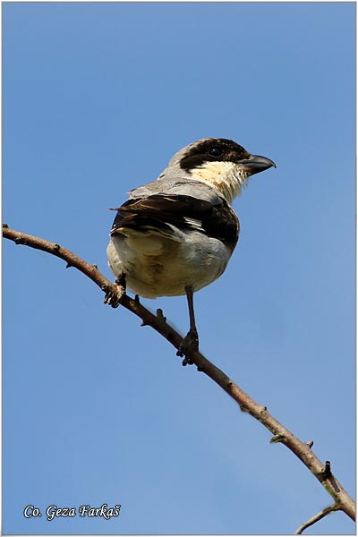 669_lesser_grey_shrike.jpg - Lesser Grey Shrike, Common rose, Lanius minor, Mali svracak, Location - mesto : Selevenske pustare, Serbia