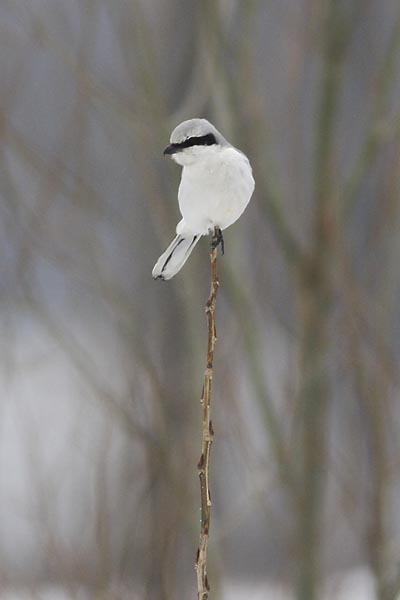 700_great_grey_shrike.jpg - Veliki svracak, Lanius excubitor, Great Grey Shrike, Mesto - Location: Begeèka jama, Serbia