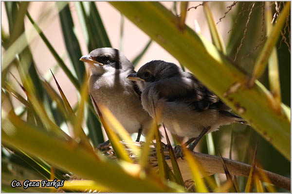 701_great_grey_shrike.jpg - Veliki svracak, Lanius excubitor, Great Grey Shrike, Mesto - Location: Maspalomas Gran Canaria, Spain