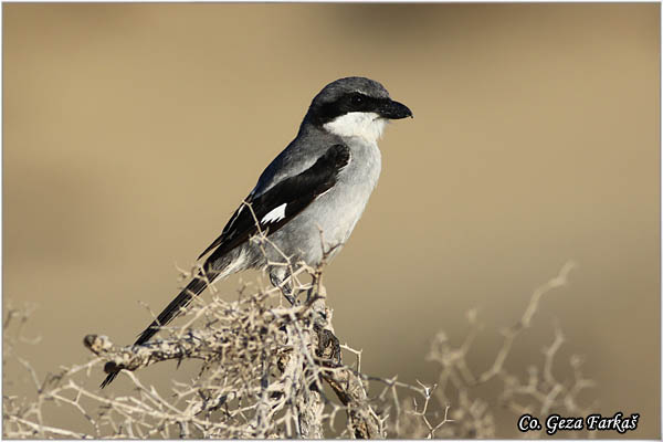 702_great_grey_shrike.jpg - Veliki svracak, Lanius excubitor, Great Grey Shrike, Mesto - Location: Maspalomas Gran Canaria, Spain