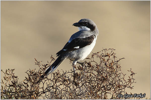 703_great_grey_shrike.jpg - Veliki svracak, Lanius excubitor, Great Grey Shrike, Mesto - Location: Maspalomas Gran Canaria, Spain