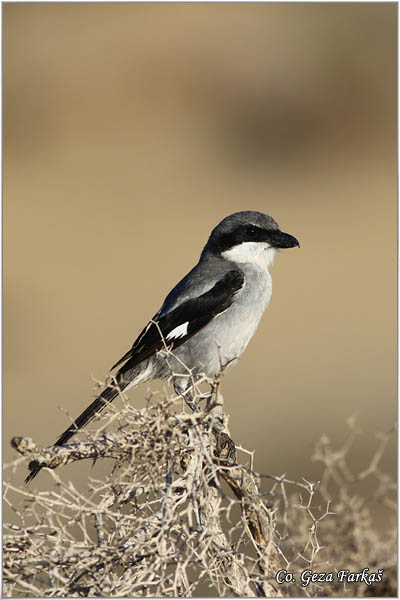 704_great_grey_shrike.jpg - Veliki svracak, Lanius excubitor, Great Grey Shrike, Mesto - Location: Maspalomas Gran Canaria, Spain