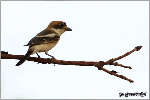 750_woodchat_shrike..jpg - Woodchat shrike, Lanius senator, Crvenoglavi svraèak, Location: Gran Canaria, Spain