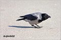 201_hooded_crow