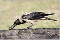 202_hooded_crow