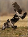 206_hooded_crow