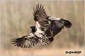 207_hooded_crow