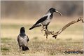 208_hooded_crow