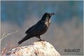 303_common_raven