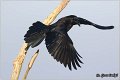 307_common_raven